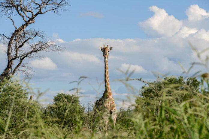 Kissama National Park