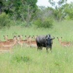 Kissama National Park Angola