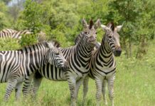 Mago National Park – het ruige hart van de Omo Vallei