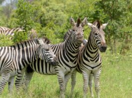 Mago National Park – het ruige hart van de Omo Vallei