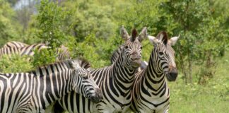 Mago National Park – het ruige hart van de Omo Vallei