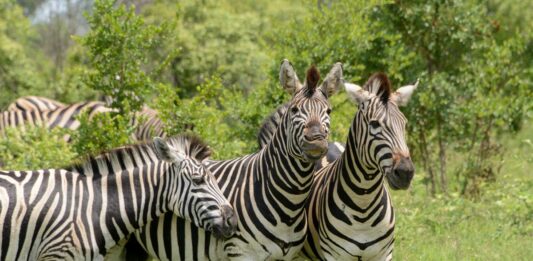 Mago National Park – het ruige hart van de Omo Vallei