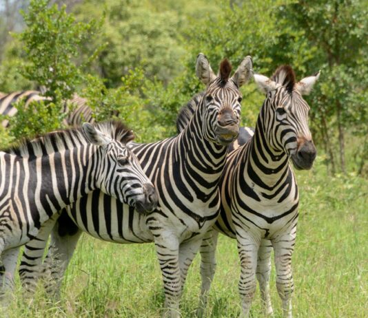 Mago National Park – het ruige hart van de Omo Vallei