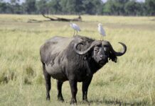 Mutirikwi Recreational Park is een stil plekje vol natuur & rust Mutirikwi Recreational Park