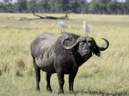 Mutirikwi Recreational Park is een stil plekje vol natuur & rust Mutirikwi Recreational Park