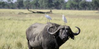 Mutirikwi Recreational Park is een stil plekje vol natuur & rust Mutirikwi Recreational Park