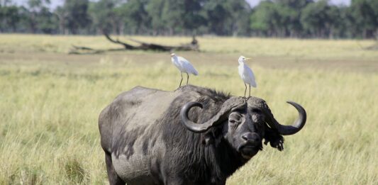 Mutirikwi Recreational Park is een stil plekje vol natuur & rust Mutirikwi Recreational Park