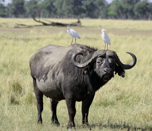 Mutirikwi Recreational Park is een stil plekje vol natuur & rust Mutirikwi Recreational Park