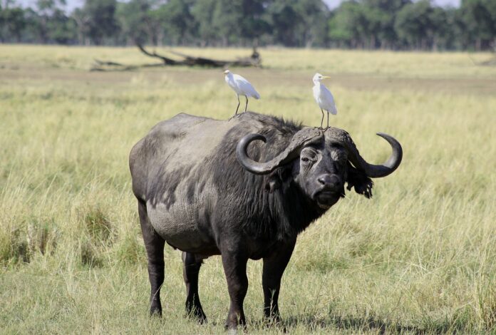 Mutirikwi Recreational Park Mutirikwi Recreational Park