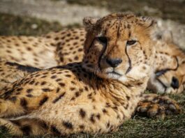 Naankuse Wildlife Sanctuary – ontmoet Namibië’s wilde bewoners van dichtbij Een cheeta in het Naankuse Wildlife Sanctuary, Namibië
