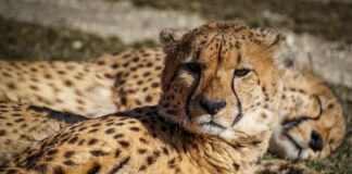 Naankuse Wildlife Sanctuary – ontmoet Namibië’s wilde bewoners van dichtbij Een cheeta in het Naankuse Wildlife Sanctuary, Namibië
