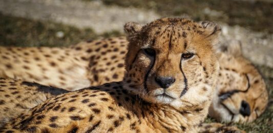 Naankuse Wildlife Sanctuary – ontmoet Namibië’s wilde bewoners van dichtbij Een cheeta in het Naankuse Wildlife Sanctuary, Namibië