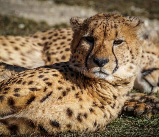 Naankuse Wildlife Sanctuary – ontmoet Namibië’s wilde bewoners van dichtbij Een cheeta in het Naankuse Wildlife Sanctuary, Namibië