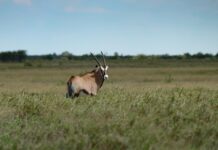 Anysberg Nature Reserve – stilte en sterren in de Kleine Karoo Anysberg Zuid Afrika
