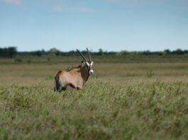 Anysberg Nature Reserve – stilte en sterren in de Kleine Karoo Anysberg Zuid Afrika