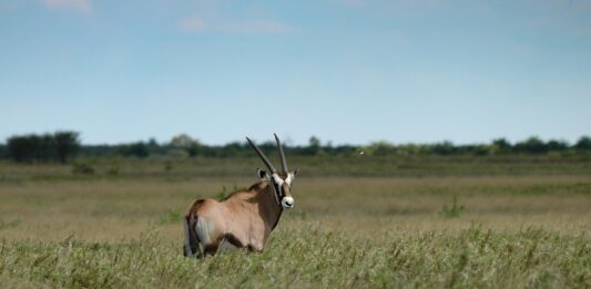 Anysberg Nature Reserve – stilte en sterren in de Kleine Karoo Anysberg Zuid Afrika