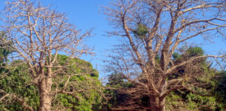 Bandjikaky – het kruispunt naar Niafrang Bandjikaky het kruispunt naar Niafrang