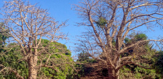 Bandjikaky – het kruispunt naar Niafrang Bandjikaky het kruispunt naar Niafrang