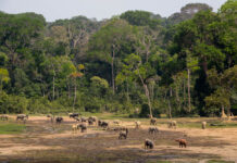 Top 10 dingen om te zien in de Centraal Afrikaanse Republiek (veilig) Dzanga-Sangha Centraal Afrikaanse Republiek