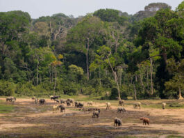 Top 10 dingen om te zien in de Centraal Afrikaanse Republiek (veilig) Dzanga-Sangha Centraal Afrikaanse Republiek