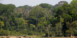 Top 10 dingen om te zien in de Centraal Afrikaanse Republiek (veilig) Dzanga-Sangha Centraal Afrikaanse Republiek