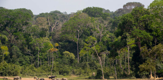 Top 10 dingen om te zien in de Centraal Afrikaanse Republiek (veilig) Dzanga-Sangha Centraal Afrikaanse Republiek