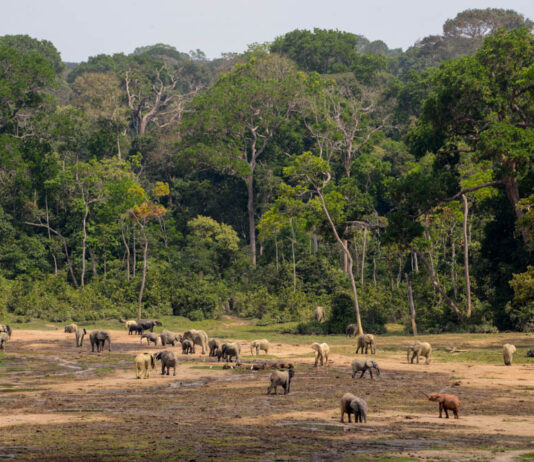 Top 10 dingen om te zien in de Centraal Afrikaanse Republiek (veilig) Dzanga-Sangha Centraal Afrikaanse Republiek