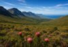 Fernkloof Nature Reserve Fernkloof Zuid Afrika
