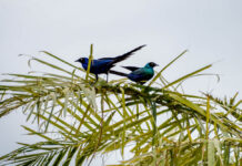 Kalissaye Avifaunal Reserve – het vogelparadijs van zuidelijk Senegal Kalissaye Avifaunal Reserve Senegal – vogels in de mangroves van Casamance