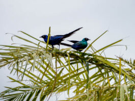 Kalissaye Avifaunal Reserve – het vogelparadijs van zuidelijk Senegal Kalissaye Avifaunal Reserve Senegal – vogels in de mangroves van Casamance