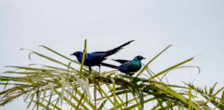 Kalissaye Avifaunal Reserve – het vogelparadijs van zuidelijk Senegal Kalissaye Avifaunal Reserve Senegal – vogels in de mangroves van Casamance
