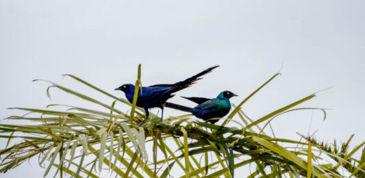 Kalissaye Avifaunal Reserve – het vogelparadijs van zuidelijk Senegal Kalissaye Avifaunal Reserve Senegal – vogels in de mangroves van Casamance
