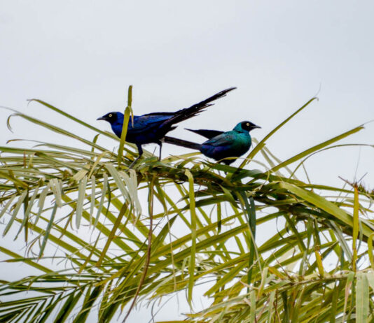 Kalissaye Avifaunal Reserve – het vogelparadijs van zuidelijk Senegal Kalissaye Avifaunal Reserve Senegal – vogels in de mangroves van Casamance