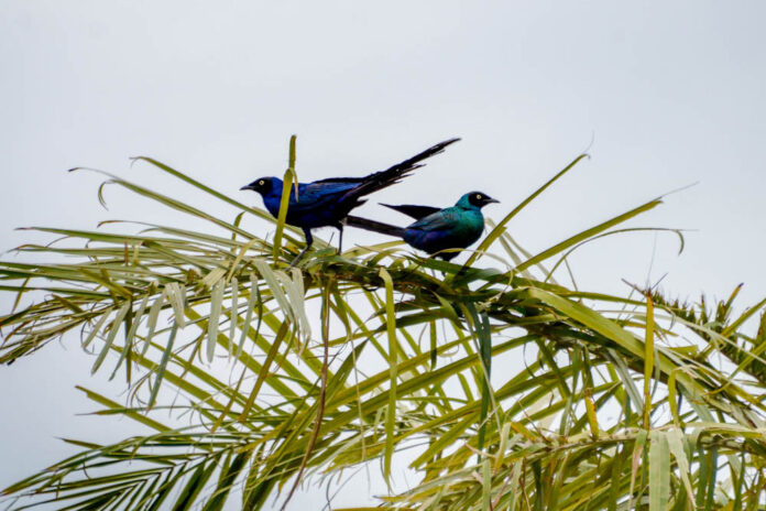 Kalissaye Avifaunal Reserve Kalissaye Avifaunal Reserve Senegal – vogels in de mangroves van Casamance