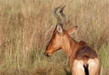 De terugkeer van de koninklijke hartebeest in Liuwa Plain National Park Lichtenstein’s hartebeest op de vlaktes van Liuwa Plain National Park, Zambia