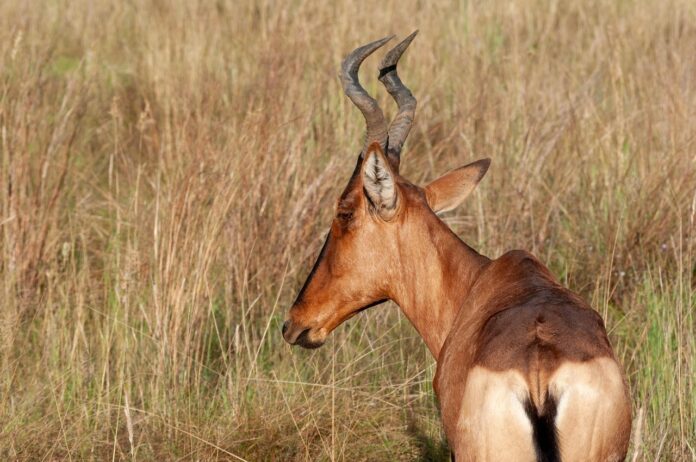 Lichtenstein’s hartebeest op de vlaktes van Liuwa Plain National Park, Zambia