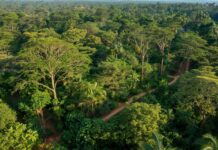 Makasutu Culture Forest – de magische stilte van Gambia’s oerbos Makasutu Culture Forest in Gambia