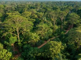 Makasutu Culture Forest – de magische stilte van Gambia’s oerbos Makasutu Culture Forest in Gambia