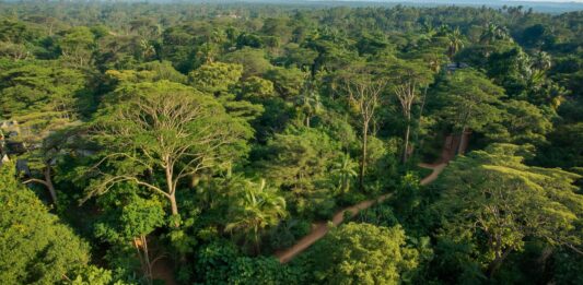 Makasutu Culture Forest – de magische stilte van Gambia’s oerbos Makasutu Culture Forest in Gambia