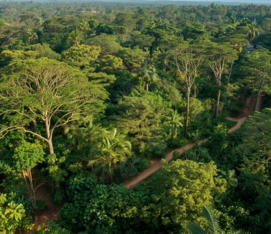 Makasutu Culture Forest – de magische stilte van Gambia’s oerbos Makasutu Culture Forest in Gambia