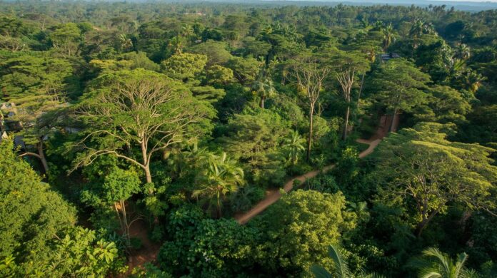 Makasutu Culture Forest in Gambia Makasutu Culture Forest in Gambia