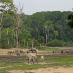 Olifant Centraal Afrikaanse Republiek