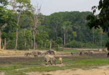De Afrikaanse olifant: koning van de savanne Olifant Centraal Afrikaanse Republiek
