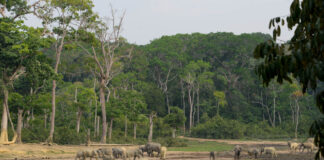 De Afrikaanse olifant: koning van de savanne Olifant Centraal Afrikaanse Republiek