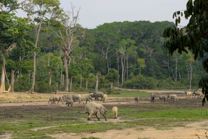 Olifant Centraal Afrikaanse Republiek Olifant Centraal Afrikaanse Republiek
