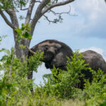 Olifant Kruger Afrika