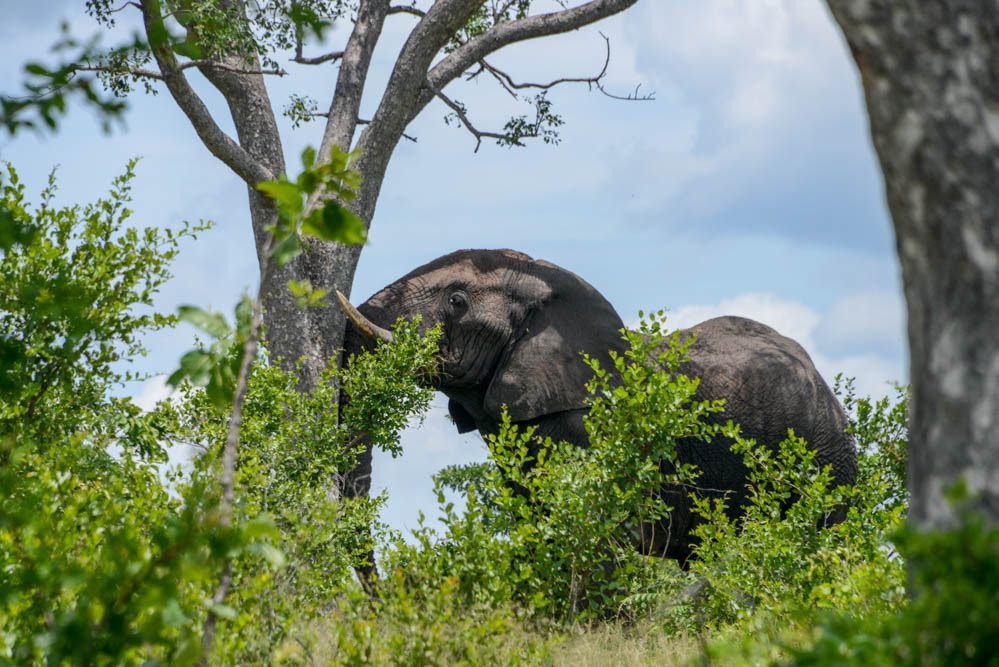 Olifant Kruger Afrika