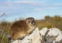 Oorlogskloof Nature Reserve – Ruwe rotsen, stilte en diepe kloven Oorlogskloof Nature Reserve