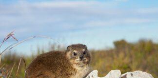 Oorlogskloof Nature Reserve – Ruwe rotsen, stilte en diepe kloven Oorlogskloof Nature Reserve