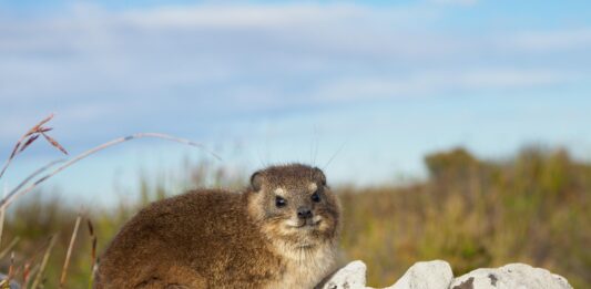 Oorlogskloof Nature Reserve – Ruwe rotsen, stilte en diepe kloven Oorlogskloof Nature Reserve